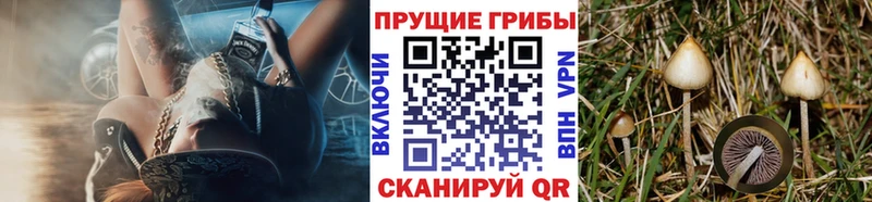 Купить  Дигора  Галлюциногенные грибы прущие грибы 